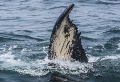 CAPE COD - Massachusetts