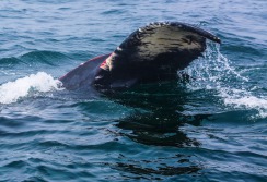 CAPE COD - Massachusetts