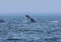 CAPE COD - Massachusetts