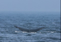 CAPE COD - Massachusetts