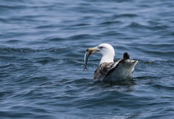 CAPE COD - Massachusetts