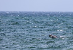 CAPE COD - Massachusetts