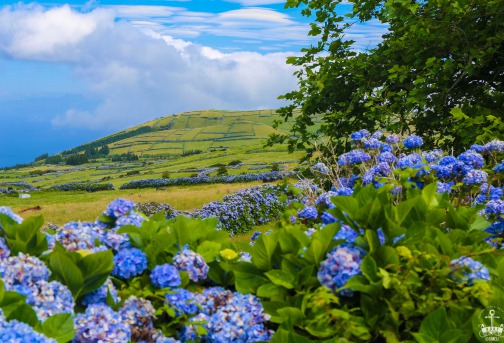 FAIAL - ACORES