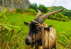 FLORES - ACORES