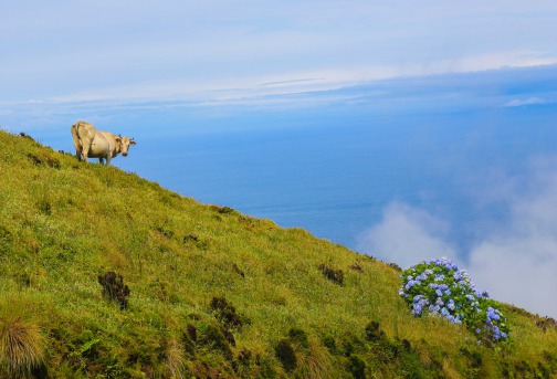 FLORES - ACORES